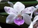 Rhynchostylis gigantea Spot